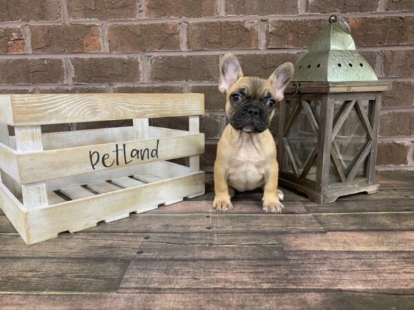French Bulldog-DOG-Female-Fawn-2982-Petland Knoxville, Tennessee