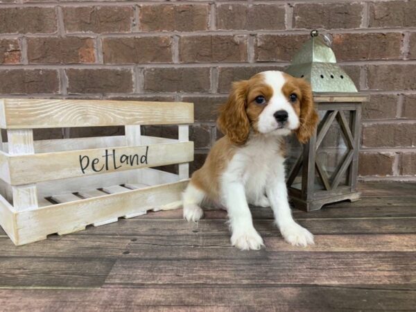 Cavalier King Charles Spaniel-DOG-Male-Blenheim / White-2981-Petland Knoxville, Tennessee