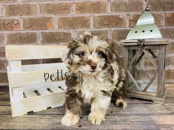 Chi Poo DOG Male CHOC MERLE 2986 Petland Knoxville, Tennessee