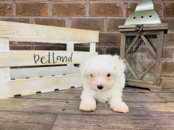 Maltese-DOG-Female-WHITE-2985-Petland Knoxville, Tennessee