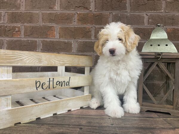 Mini Bernedoodle-DOG-Male-White / Cream-2988-Petland Knoxville, Tennessee