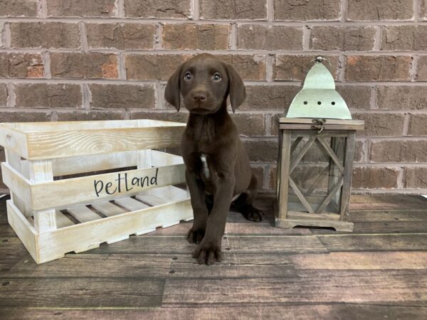 Chocolate Lab DOG Male Chocolate 2994 Petland Knoxville, Tennessee