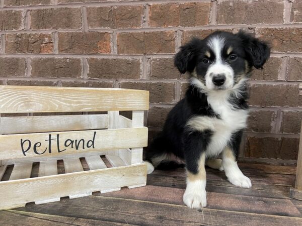 Australian Shepherd-DOG-Female-Blk Tri-3009-Petland Knoxville, Tennessee