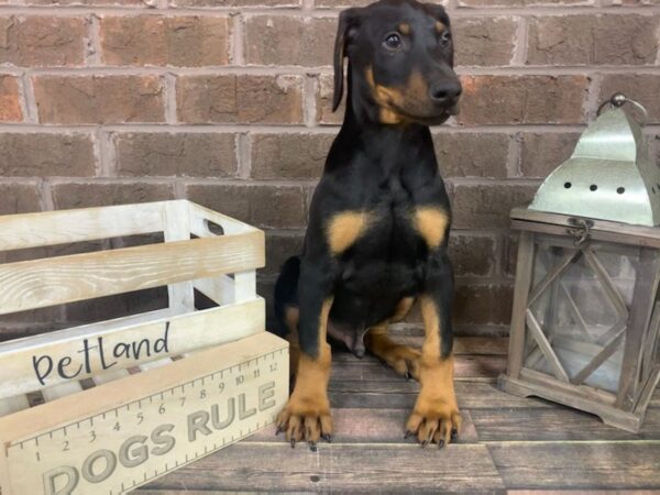 Doberman Pinscher-DOG-Male-Black and Rust-3012-Petland Knoxville, Tennessee
