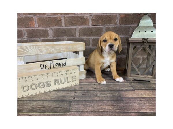 Beabull DOG Female Fawn 3017 Petland Knoxville, Tennessee