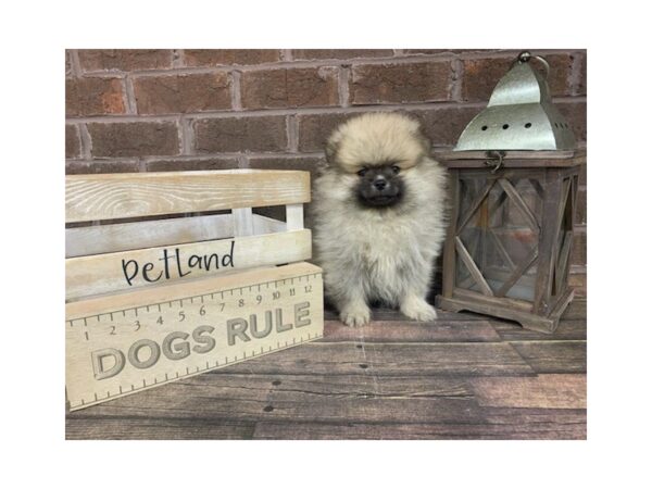 Pomeranian-DOG-Male-Sable-3008-Petland Knoxville, Tennessee