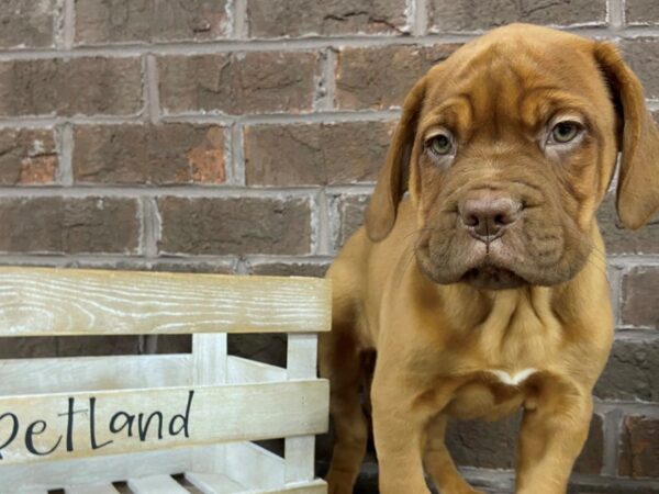 Dogue De Bordeaux-DOG-Female-Red-3015-Petland Knoxville, Tennessee