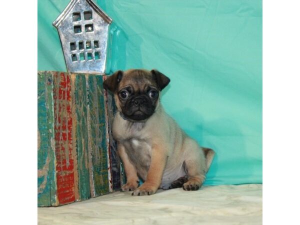 Pug-DOG-Male-Fawn-3018-Petland Knoxville, Tennessee