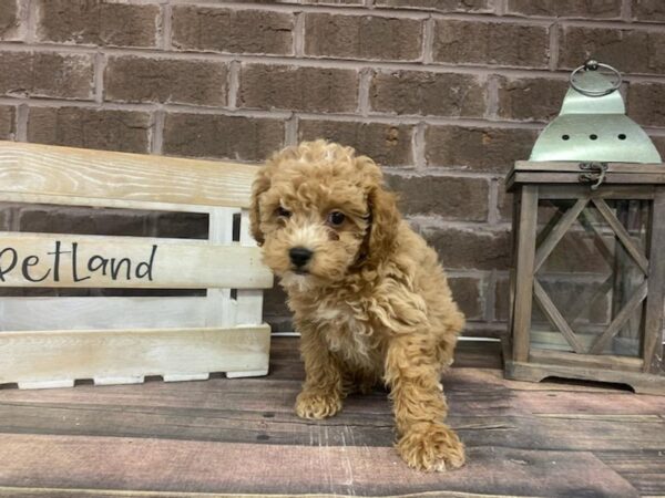 Cavachon-Poo DOG Male RED 3022 Petland Knoxville, Tennessee