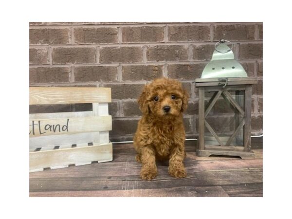 Mini Goldendoodle-DOG-Female-Red-3020-Petland Knoxville, Tennessee