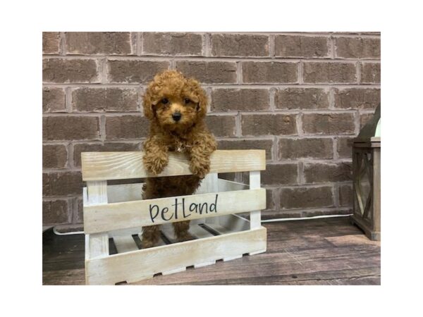 Poodle-DOG-Male-Red-3023-Petland Knoxville, Tennessee