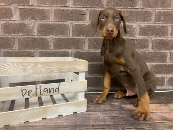 Doberman Pinscher-DOG-Male-Red and Rust-3011-Petland Knoxville, Tennessee