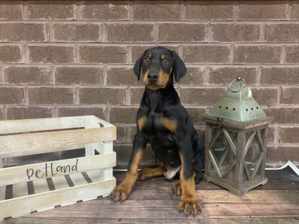Doberman Pinscher-DOG-Male-Black and Rust-3013-Petland Knoxville, Tennessee