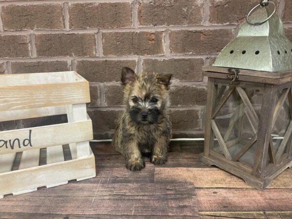 Cairn Terrier-DOG-Female-Wheaten-3019-Petland Knoxville, Tennessee
