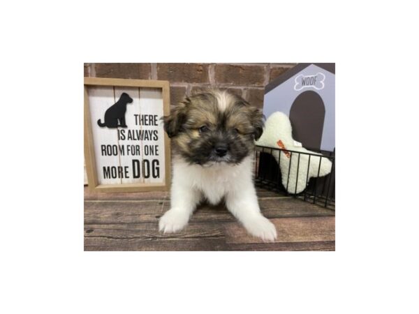 Pom Shih DOG Male Tri-Color 3026 Petland Knoxville, Tennessee