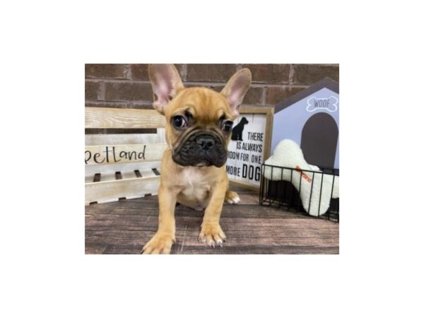 French Bulldog-DOG-Male-Fawn-3001-Petland Knoxville, Tennessee