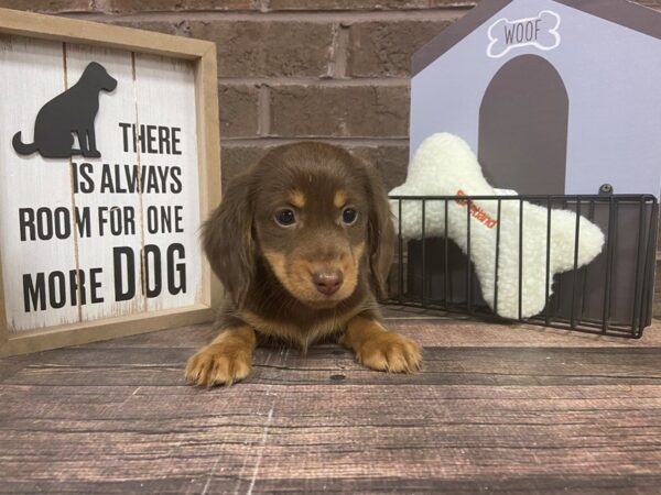 Dachshund DOG Male Choc 3037 Petland Knoxville, Tennessee