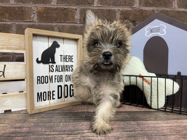 Cairn Terrier-DOG-Female-Wheaten-3029-Petland Knoxville, Tennessee