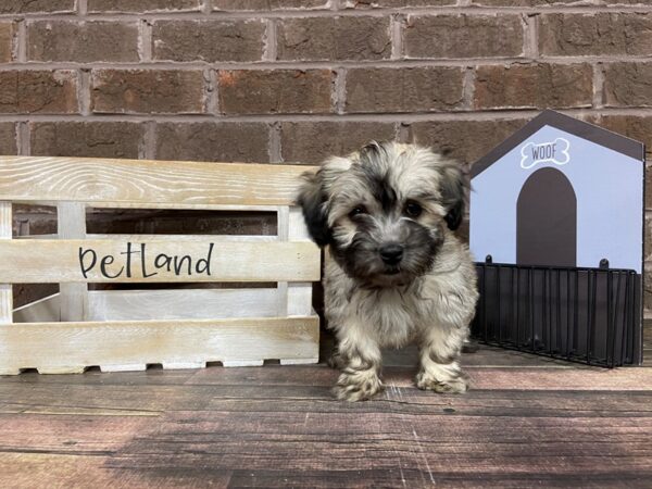 Havanese-DOG-Male-Gold-3028-Petland Knoxville, Tennessee