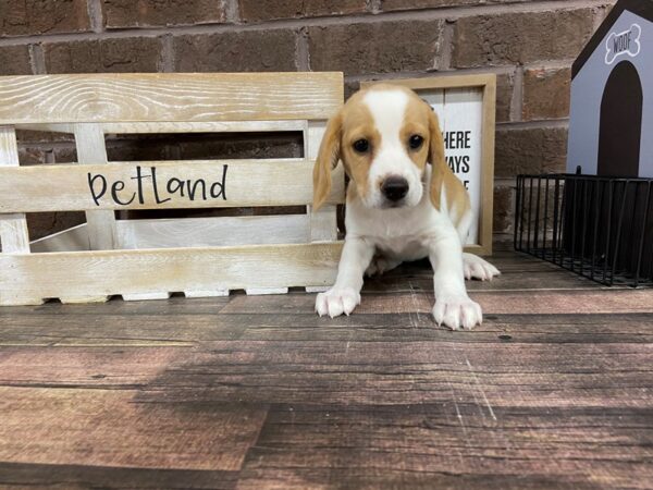Beagle-DOG-Female-Lemon and white-3038-Petland Knoxville, Tennessee