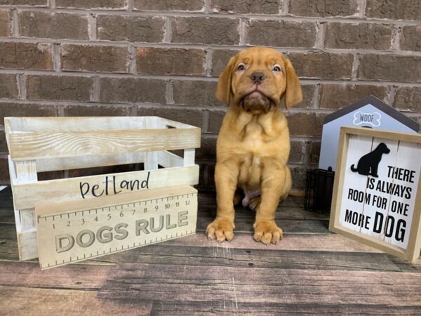 Dogue De Bordeaux-DOG-Male-Rd-3035-Petland Knoxville, Tennessee