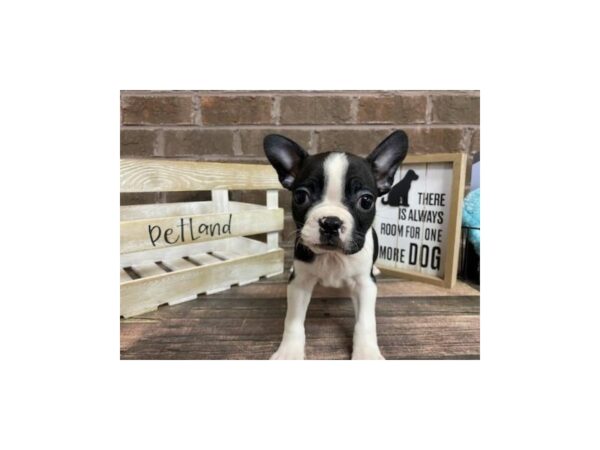 Boston Terrier-DOG-Male-Black-3053-Petland Knoxville, Tennessee