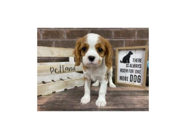 Cavalier King Charles Spaniel DOG Male Blenheim / White 3055 Petland Knoxville, Tennessee