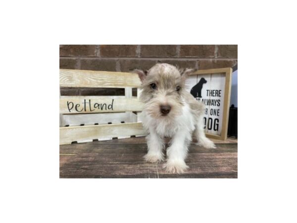 Mini Schnauzer-DOG-Female-Parti-3060-Petland Knoxville, Tennessee