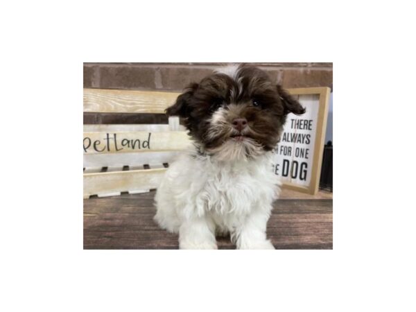 Havanese-DOG-Female-choc wh-3049-Petland Knoxville, Tennessee