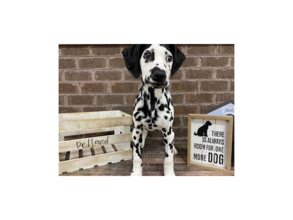 Dalmatian-DOG-Male-Black and White-3057-Petland Knoxville, Tennessee