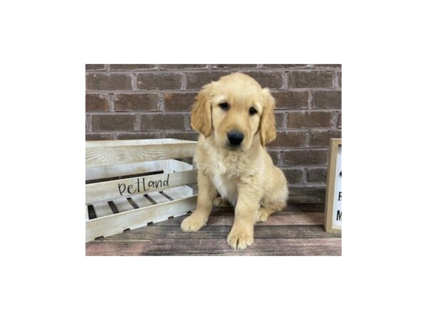 Golden Retriever-DOG-Male-Golden-3046-Petland Knoxville, Tennessee