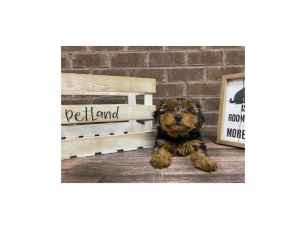 Yorkshire Terrier-DOG-Female-BLACK TAN-3047-Petland Knoxville, Tennessee