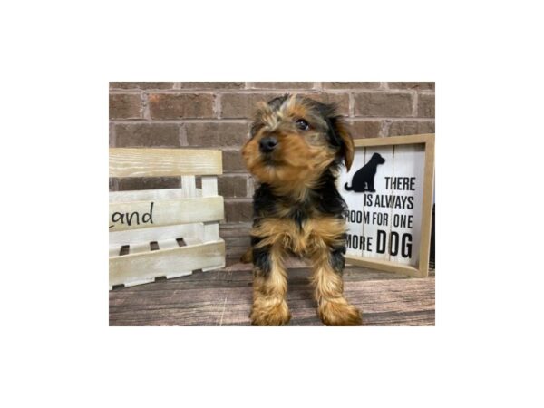 Yorkshire Terrier-DOG-Male-BLACK TAN-3048-Petland Knoxville, Tennessee