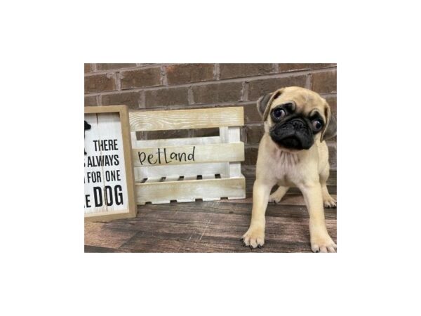 Pug-DOG-Male-Fawn-3059-Petland Knoxville, Tennessee