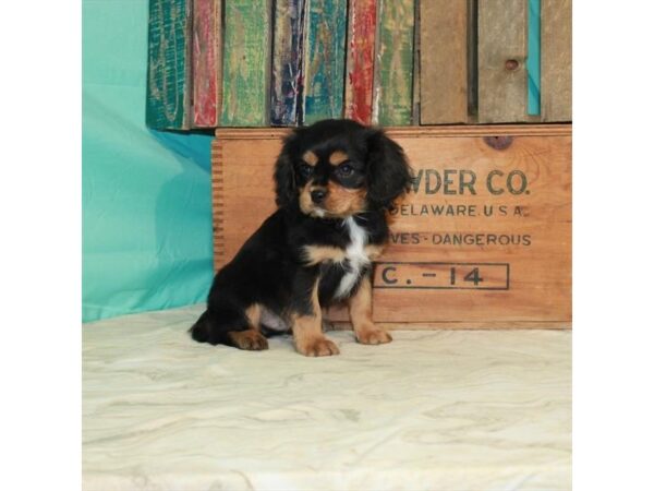 Cavalier King Charles Spaniel-DOG-Male-Black / Tan-3061-Petland Knoxville, Tennessee