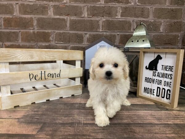 CavaPooChon-DOG-Male-CREAM WHITE-3065-Petland Knoxville, Tennessee