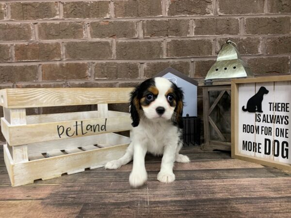 Cavalier King Charles Spaniel-DOG-Female-tri-3066-Petland Knoxville, Tennessee
