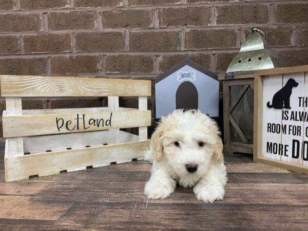 Bichon Frise-DOG-Male-White-3070-Petland Knoxville, Tennessee