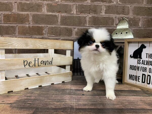 Japanese Chin-DOG-Male-Black/white-3071-Petland Knoxville, Tennessee