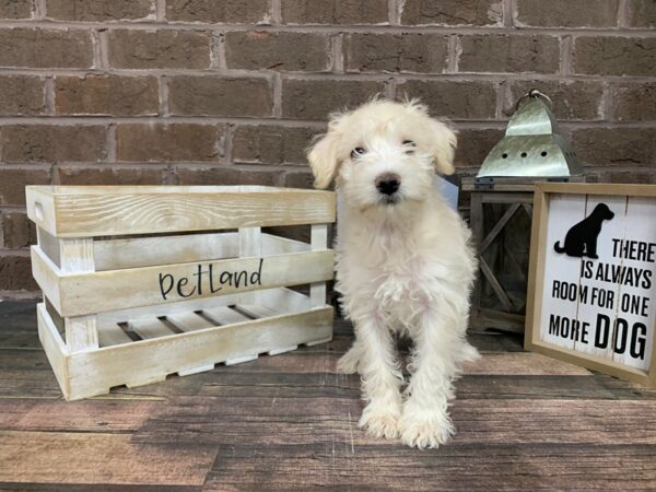 Schnoodle-DOG-Male-White-3069-Petland Knoxville, Tennessee