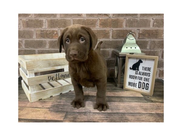 Labrador Retriever-DOG-Male-Chocolate-3088-Petland Knoxville, Tennessee