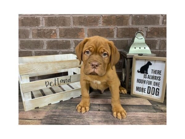 Dogue De Bordeaux-DOG-Male-Red-3090-Petland Knoxville, Tennessee