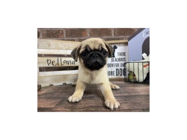 Pug-DOG-Female-Fawn-3085-Petland Knoxville, Tennessee