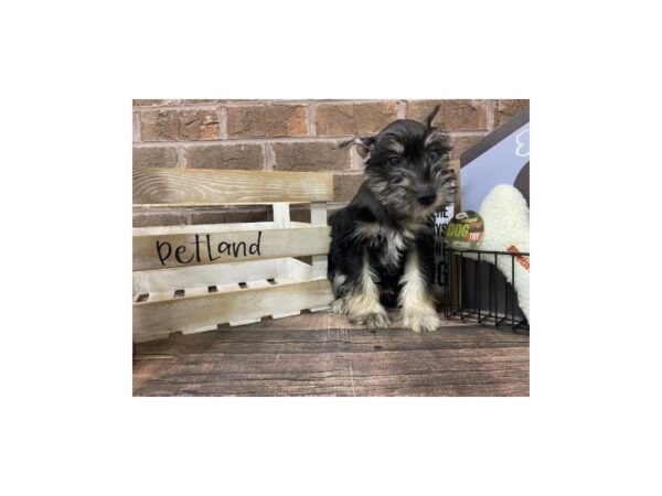 Mini Schnauzer-DOG-Male-Black-3086-Petland Knoxville, Tennessee