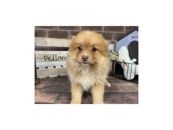 Pomeranian-DOG-Male-Red Merle-3091-Petland Knoxville, Tennessee