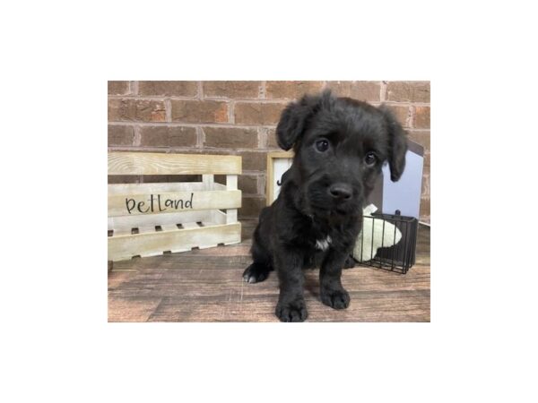 Mini Labradoodle-DOG-Male-Black-3089-Petland Knoxville, Tennessee