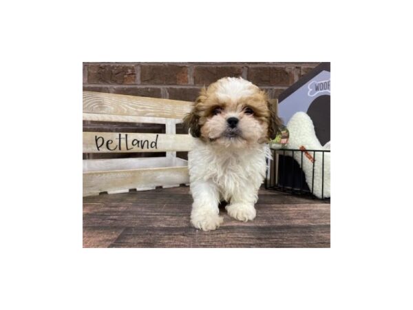 Shih Tzu-DOG-Male-Liver/ White-3092-Petland Knoxville, Tennessee