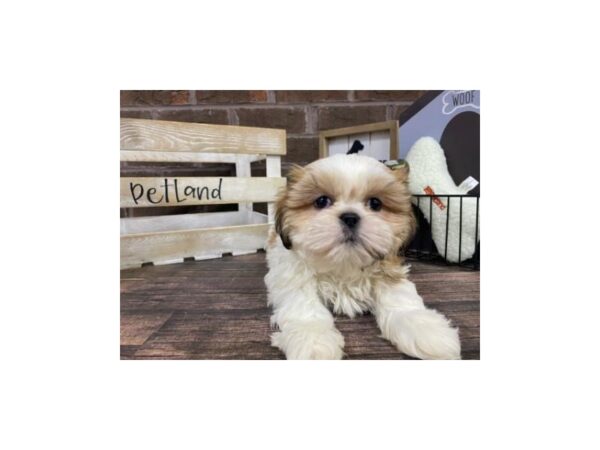 Shih Tzu-DOG-Male-BROWN WHITE-3078-Petland Knoxville, Tennessee