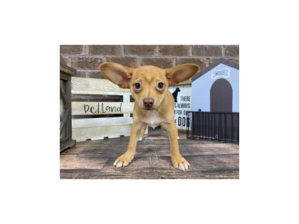 Chihuahua DOG Male FAWN  WH 3079 Petland Knoxville, Tennessee