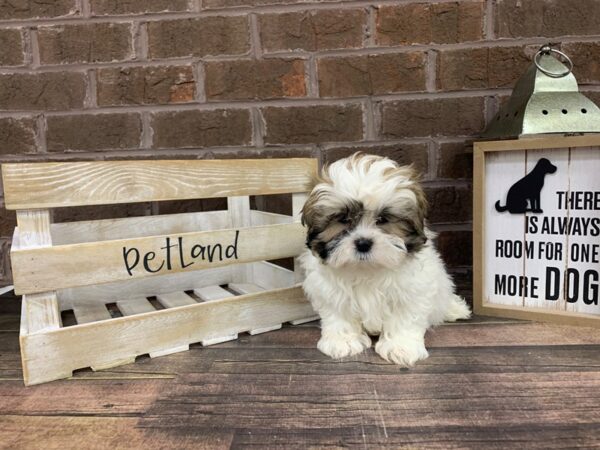 Shih Tzu-DOG-Male-Brown-3093-Petland Knoxville, Tennessee